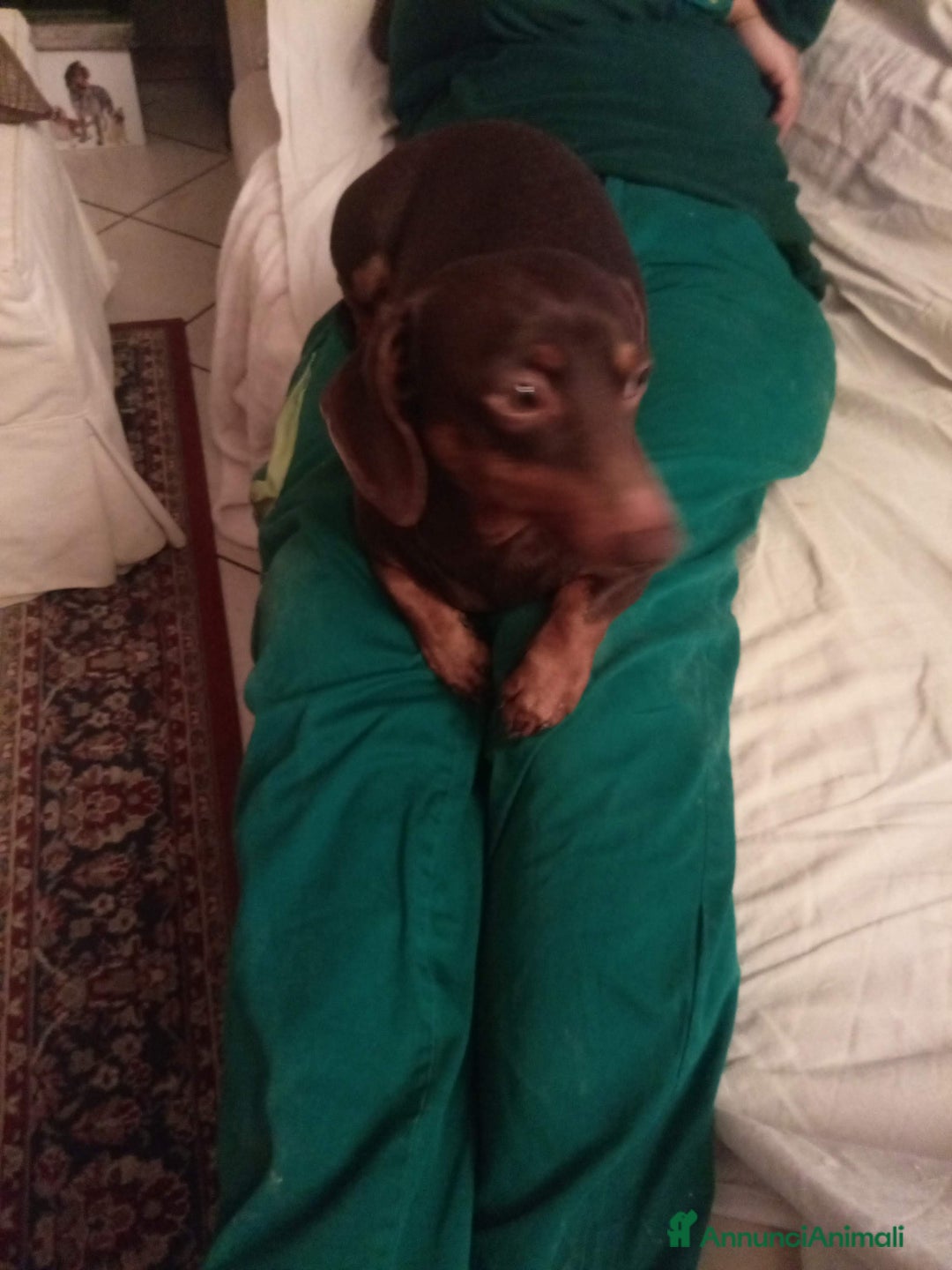 Bassotto cani per accoppiamento: Waffle cerca fidanzata  - Annuncio 2