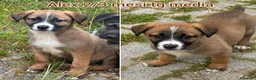 Meticcio cani in regalo: Cuccioli tenerissimi senza futuro  a Provincia di Modena - Annuncio 5