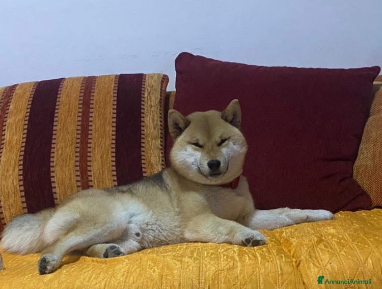 Shiba Inu cani Shiba inu - Annuncio 10