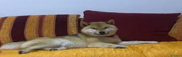 Shiba Inu cani in vendita: Shiba inu - Annuncio 1