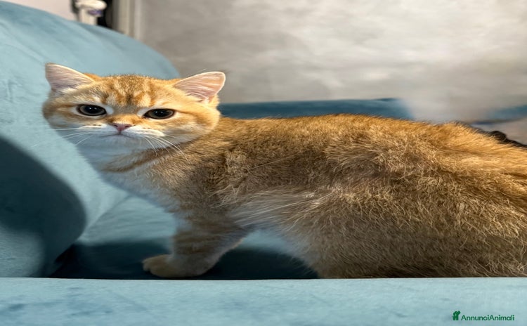 British gatti a Città Metropolitana di Torino - Annuncio 8