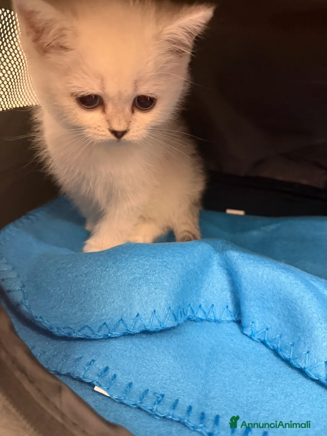 Scottish gatti in vendita: Scottish Straight  - Annuncio 6