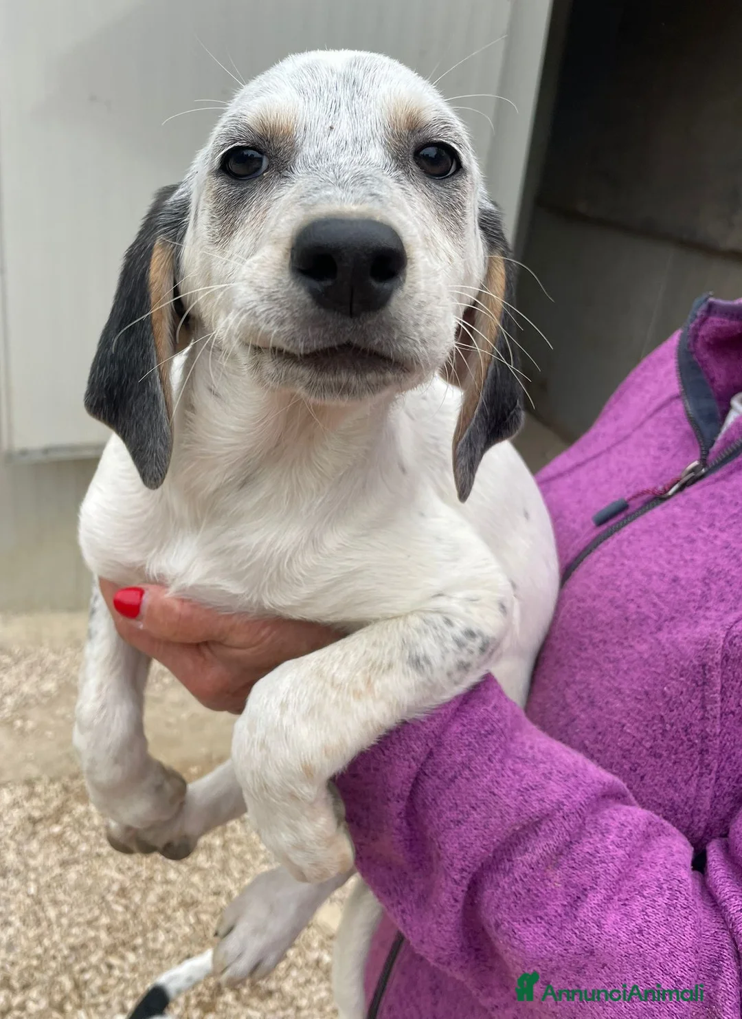 Meticcio cani in regalo: SOS SOS SIMPATICA E TENERA SIRYA a Provincia di Pavia - Annuncio 1