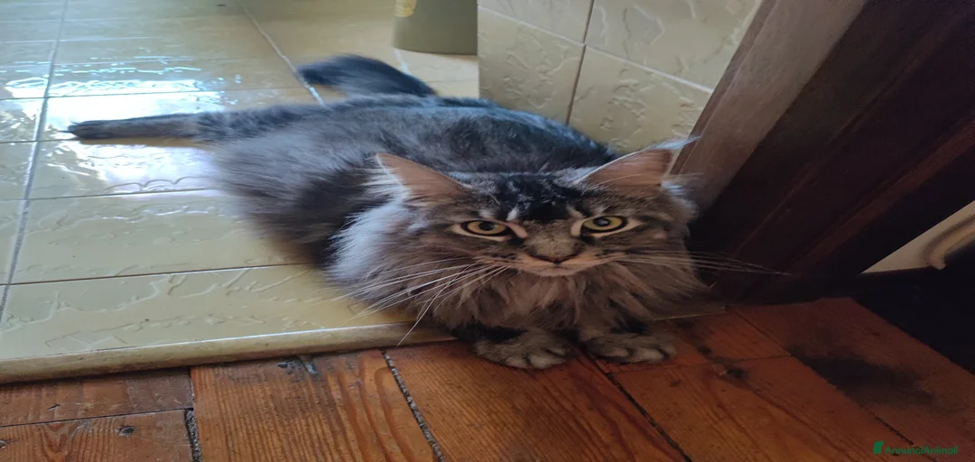 Immagine della galleria {{count}}