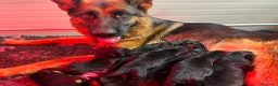 Pastore Tedesco cani in vendita: Cucciolata Pastore Tedesco - Annuncio 4
