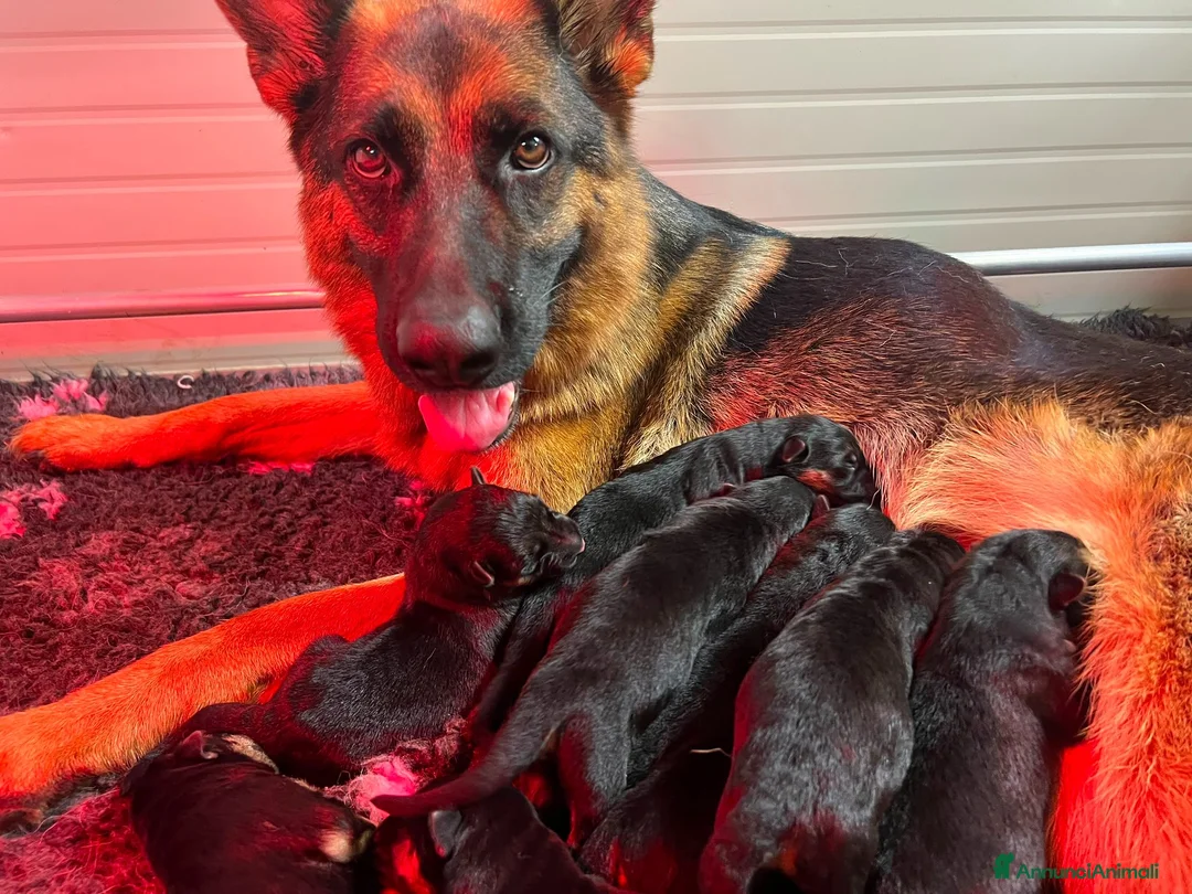Pastore Tedesco cani in vendita: Cucciolata Pastore Tedesco - Annuncio 4