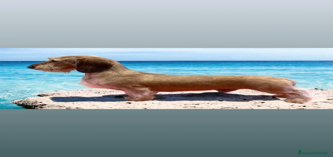 Immagine della galleria {{count}}