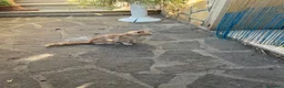 Altre razze gatti in regalo: gattina di 3 mesi rossa cerca casa a Città metropolitana di Roma Capitale - Annuncio 3