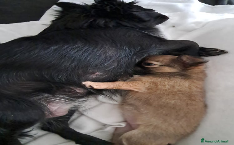 Chihuahua cani Cuccioli chihuahua pelo lungo - Annuncio 16