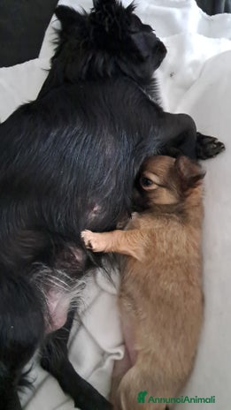 Chihuahua cani Cuccioli chihuahua pelo lungo - Annuncio 2