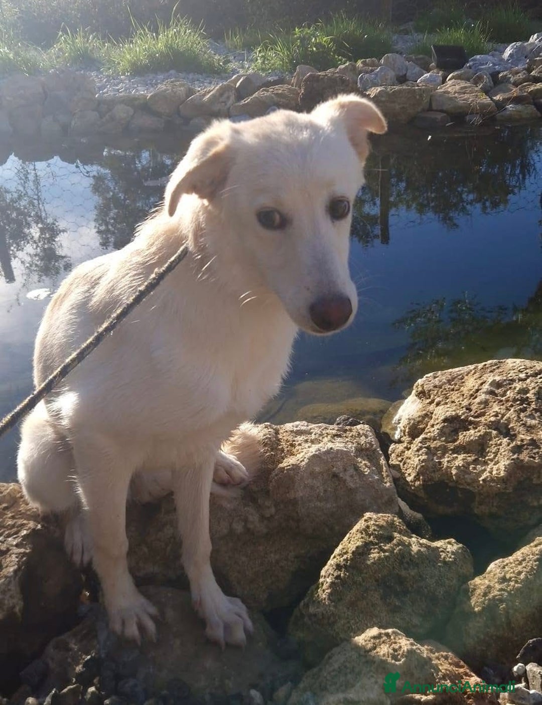 Meticcio cani in regalo: Aisha 5 mesi tg media aspetta una famiglia - Annuncio 4