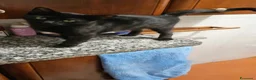 Meticcio gatti in regalo: Buio micio nero - Annuncio 4