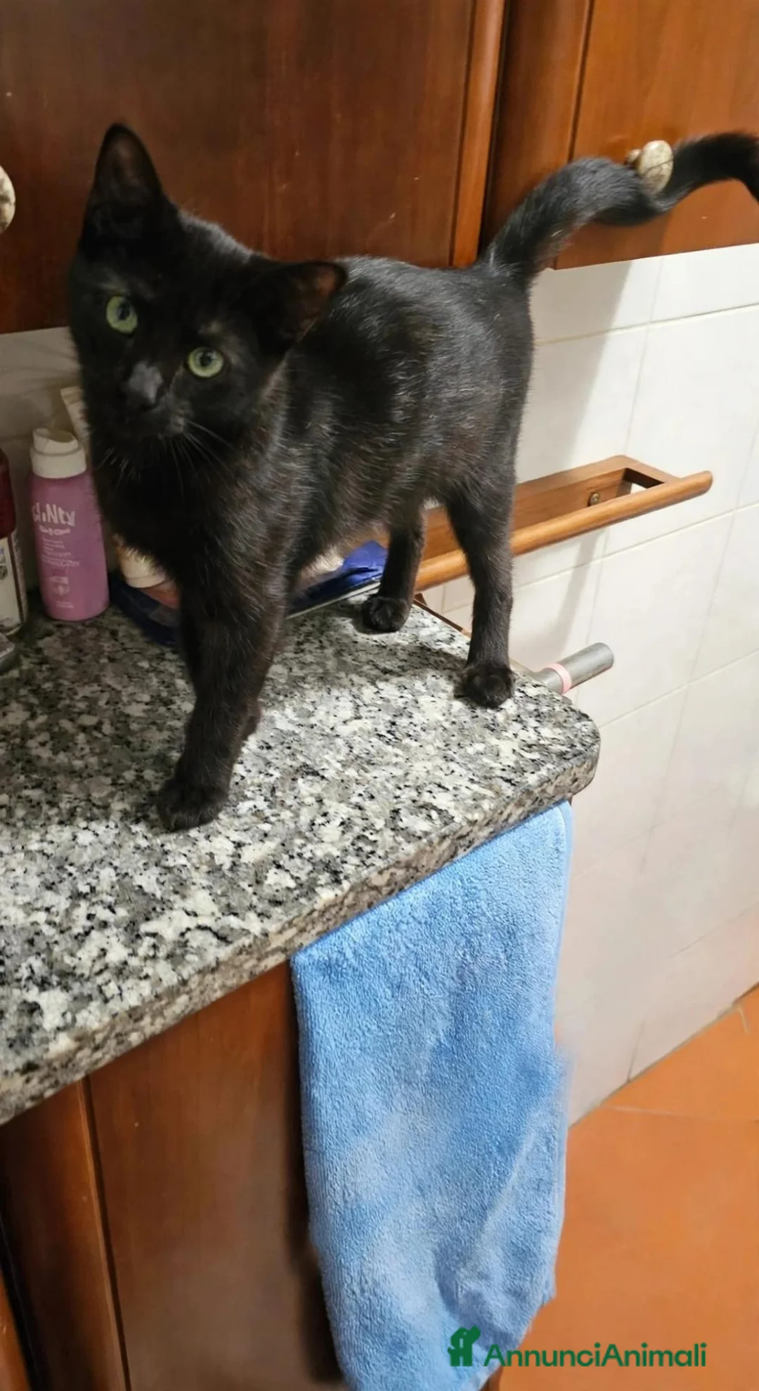 Meticcio gatti in regalo: Buio micio nero - Annuncio 4