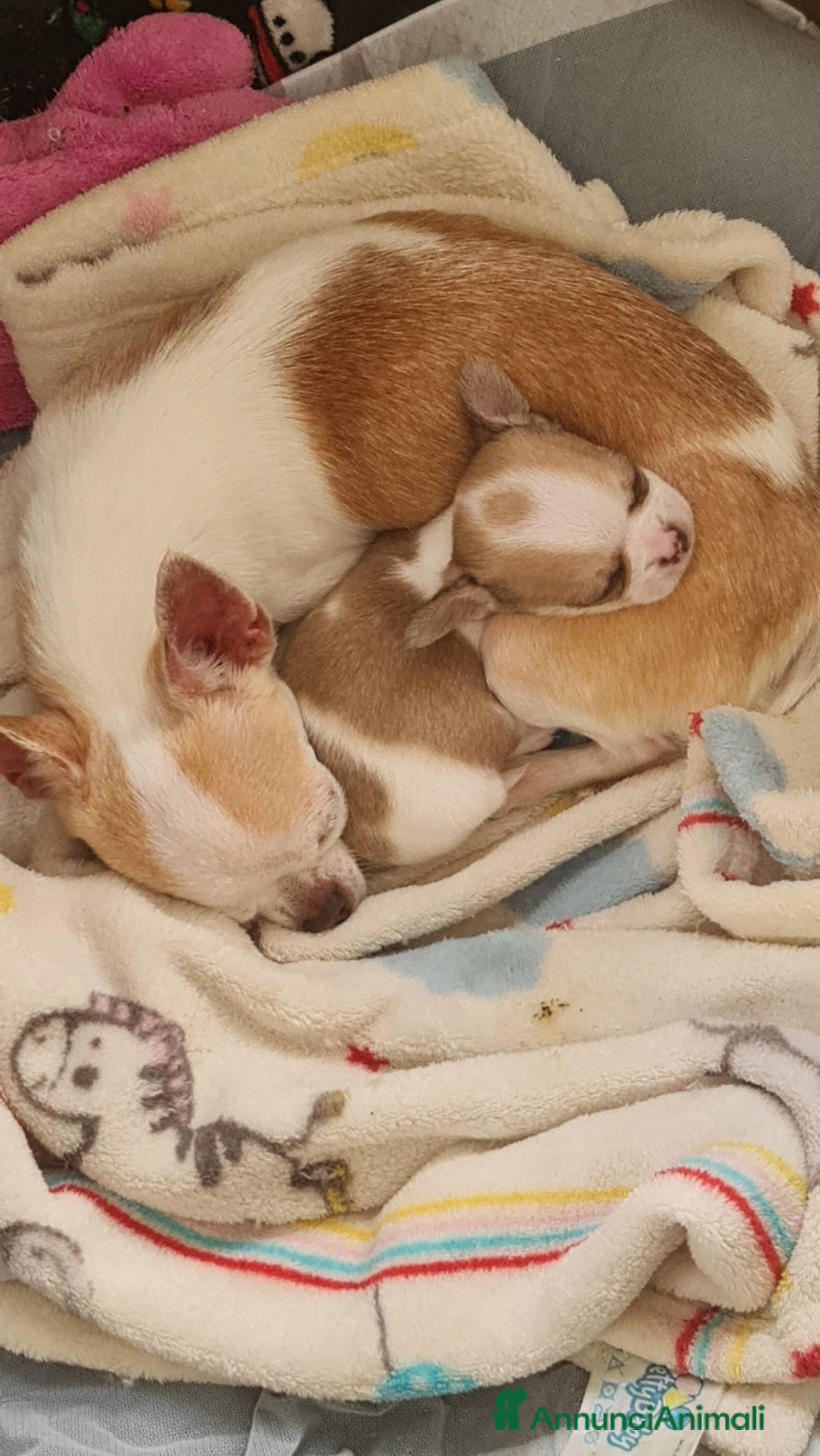 Chihuahua cani Bellissimo chihuahua  - Annuncio 2