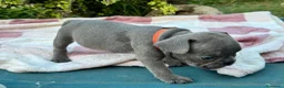 Bulldog Francese cani in vendita: Cuccioli bulldog francese  - Annuncio 12