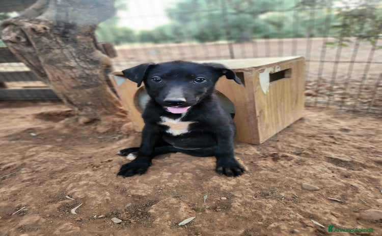 Meticcio cani - Annuncio 12