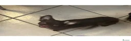 Chihuahua cani in vendita: Chihuahua mini femmina  - Annuncio 4