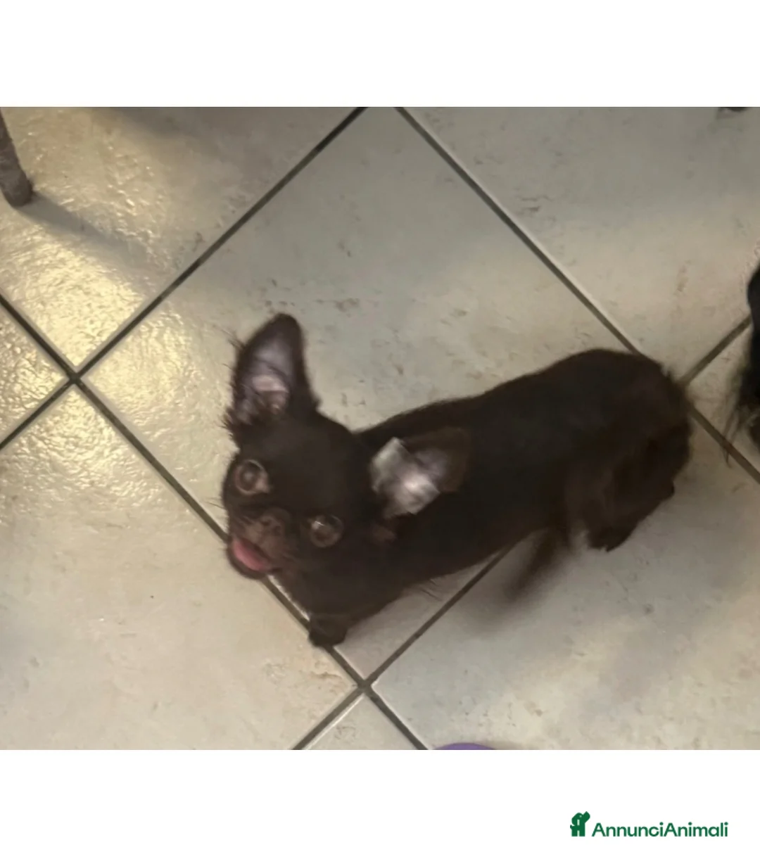 Chihuahua cani in vendita: Chihuahua mini femmina  - Annuncio 4