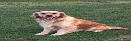 Golden Retriever cani in vendita: Cuccioli di golden retriver anglo americano  - Annuncio 5