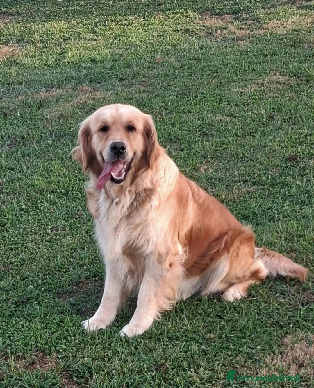 Golden Retriever cani in vendita: Cuccioli di golden retriver anglo americano  - Annuncio 5