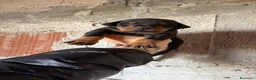 Dobermann cani in vendita: Cuccioli di dobermann  - Annuncio 2