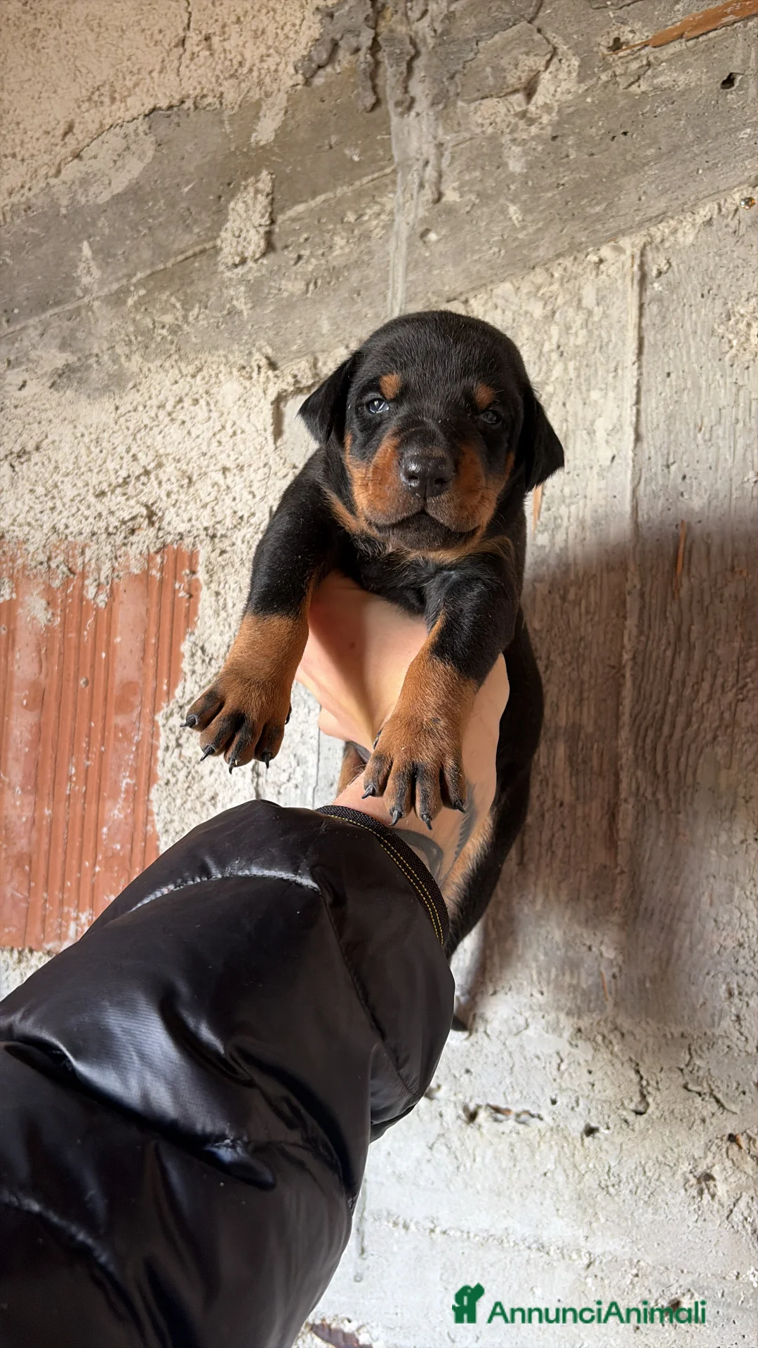 Dobermann cani in vendita: Cuccioli di dobermann  - Annuncio 2
