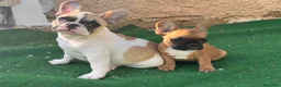 Bulldog Francese cani in vendita: Cucciola bulldog francese frmmina - Annuncio 3