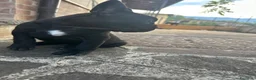 Bulldog Francese cani in vendita: bulldog francese nero tigrato  - Annuncio 7