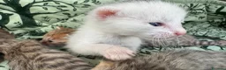 Meticcio gatti in vendita: Gattini Millefiori mix Bengal  - Annuncio 8