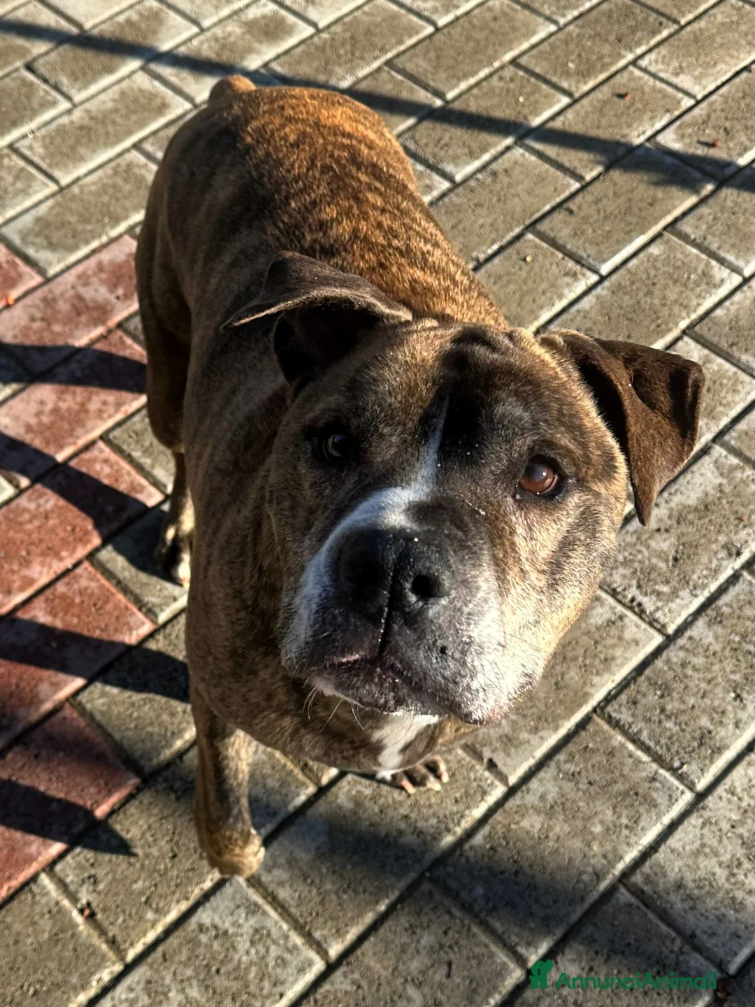 Meticcio cani in regalo: THOR PIT GENTILE - Annuncio 2