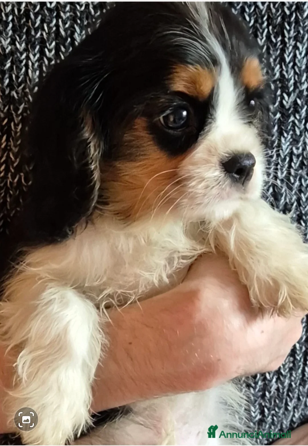 Cavalier King cani in vendita: Cucciolo di Cavalier king - Annuncio 1