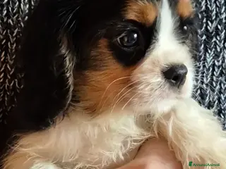 Cavalier King cani Cucciolo di Cavalier king - Annuncio 2