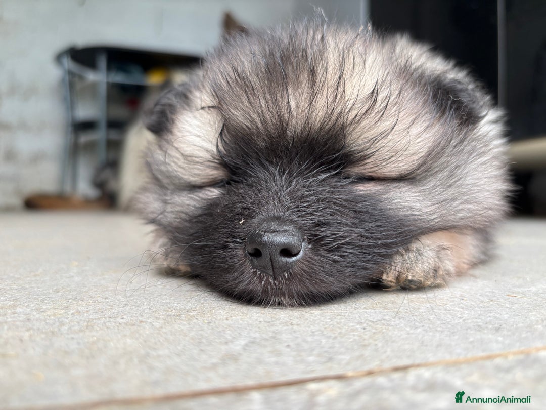 Wolfspitz cani in vendita: Cuccioli Wolfspitz/Keeshond a Provincia di Como - Immagine 10