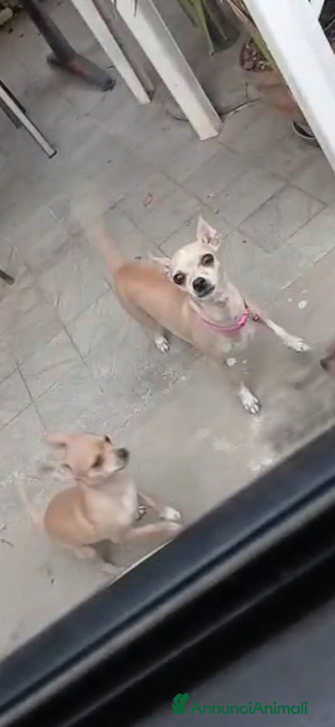 Chihuahua cani in vendita: Cuccioli chihuahua - Annuncio 5