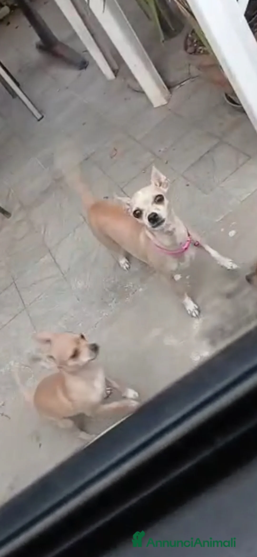 Chihuahua cani in vendita: Cuccioli chihuahua - Annuncio 5