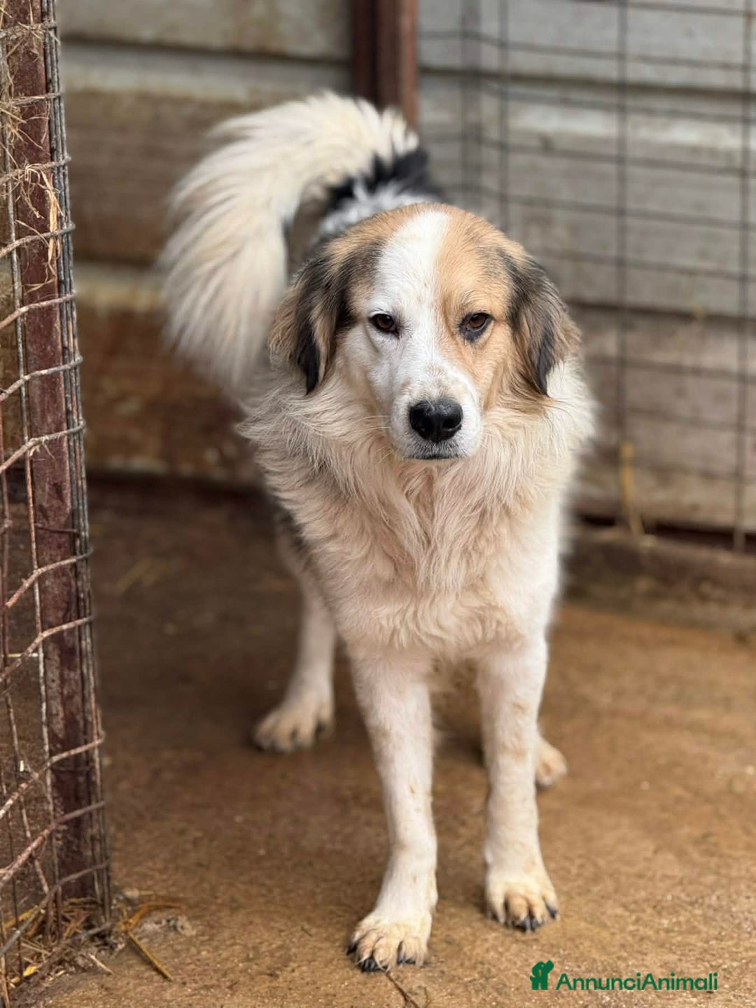 Meticcio cani in regalo: ARAMIS, cagnolone dalla bontà unica! - Annuncio 5