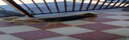Meticcio cani in regalo: Razza Monkie a Provincia di Chieti - Annuncio 8
