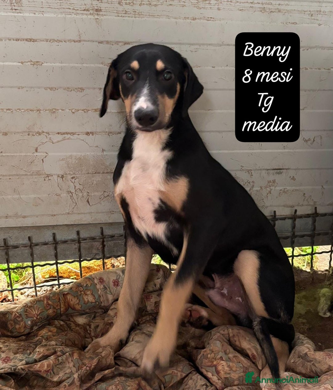 Meticcio cani in regalo: Tanti bellissimi cuccioli da adottare  - Annuncio 10