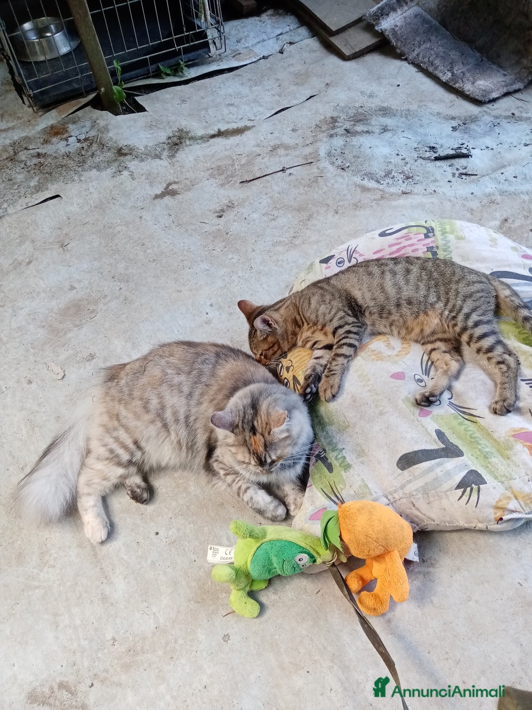 Altre razze gatti in regalo: Bellissimo tigratino a pelo corto - Annuncio 3