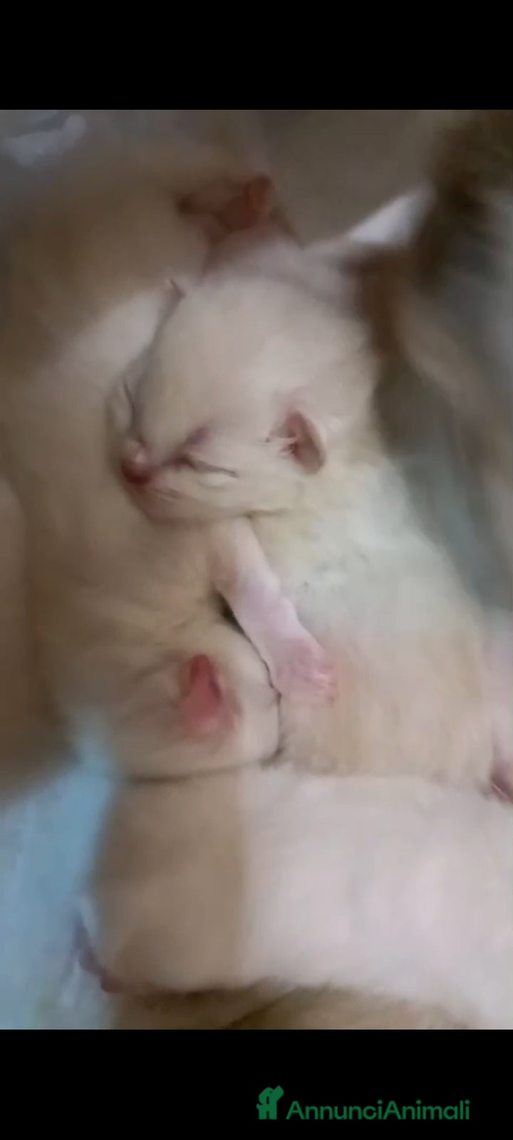 Ragdoll gatti Ultimo cucciolo di ragdoll disponibile  - Annuncio 2