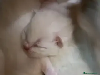 Ragdoll gatti Ultimo cucciolo di ragdoll disponibile - Annuncio 2