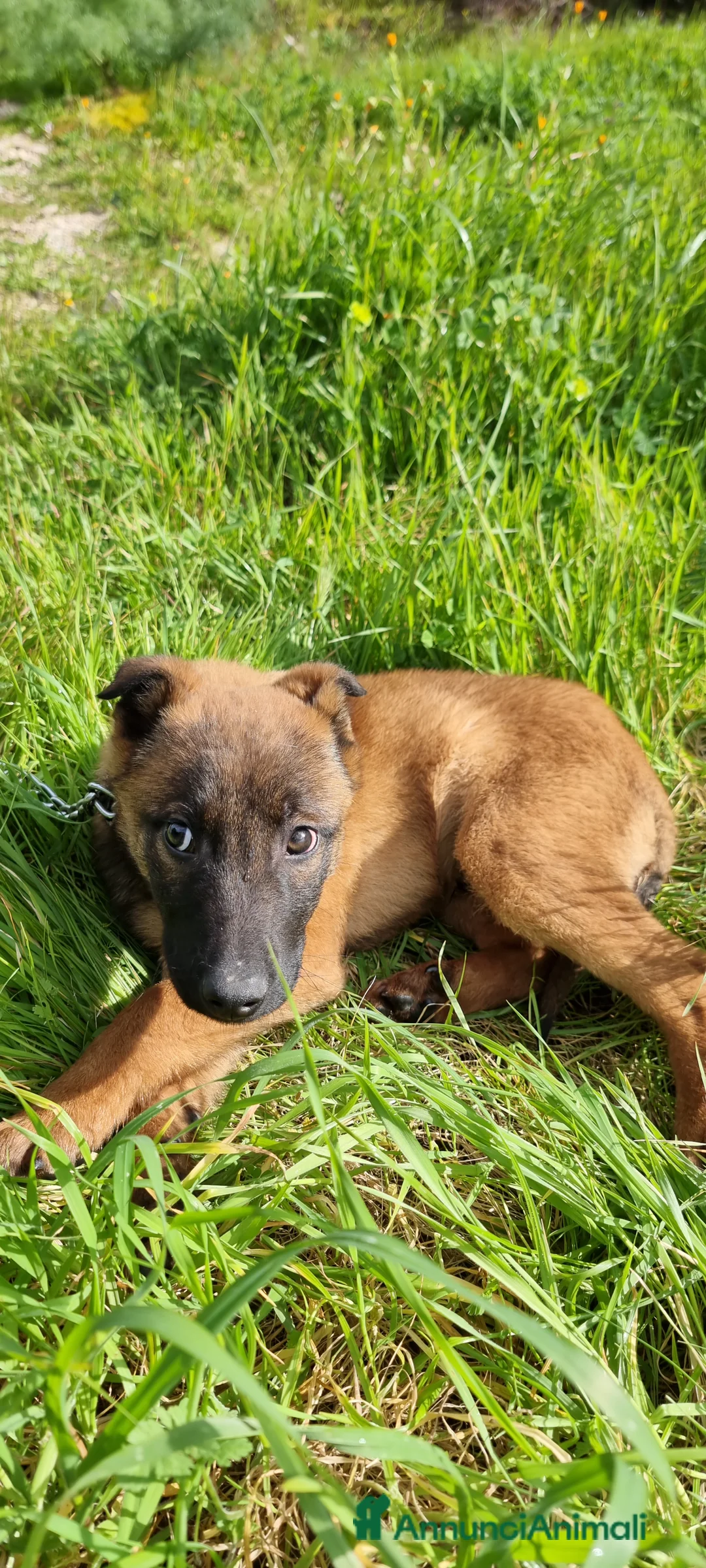 Pastore Belga cani in vendita: Pastore Belga Malinois in Campania  - Annuncio 8
