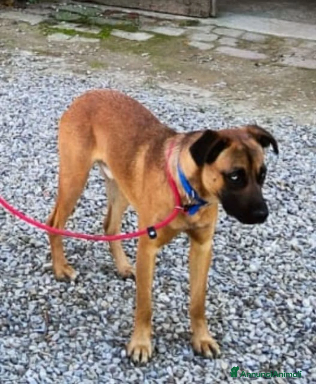 Meticcio cani in regalo: BLU buono con le persone. No cani! - Annuncio 6