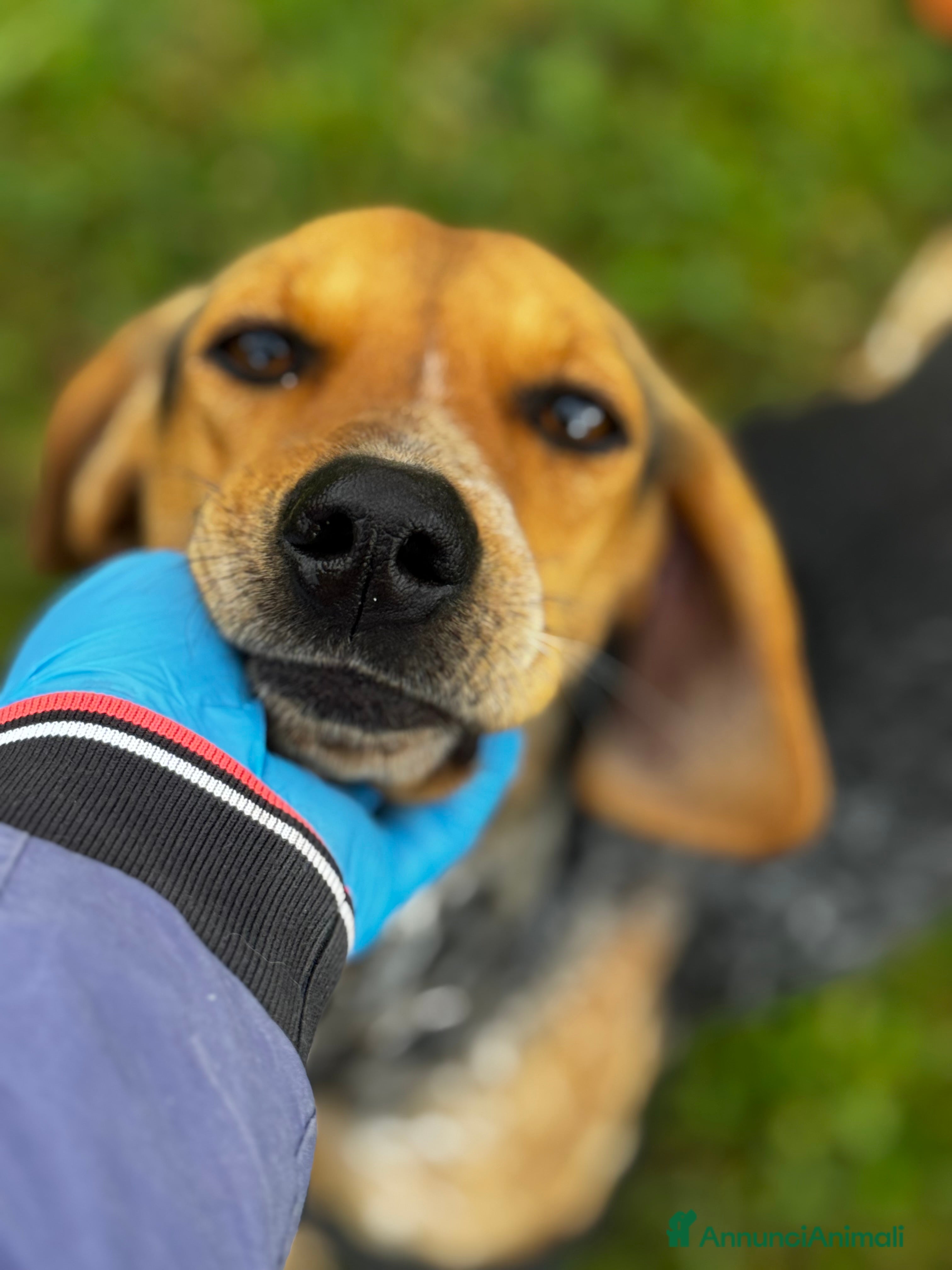 Segugio cani Nocella cucciolona mix segugio 15kg - Annuncio 1