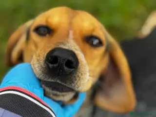 Segugio cani Nocella cucciolona mix segugio 15kg - Annuncio 1