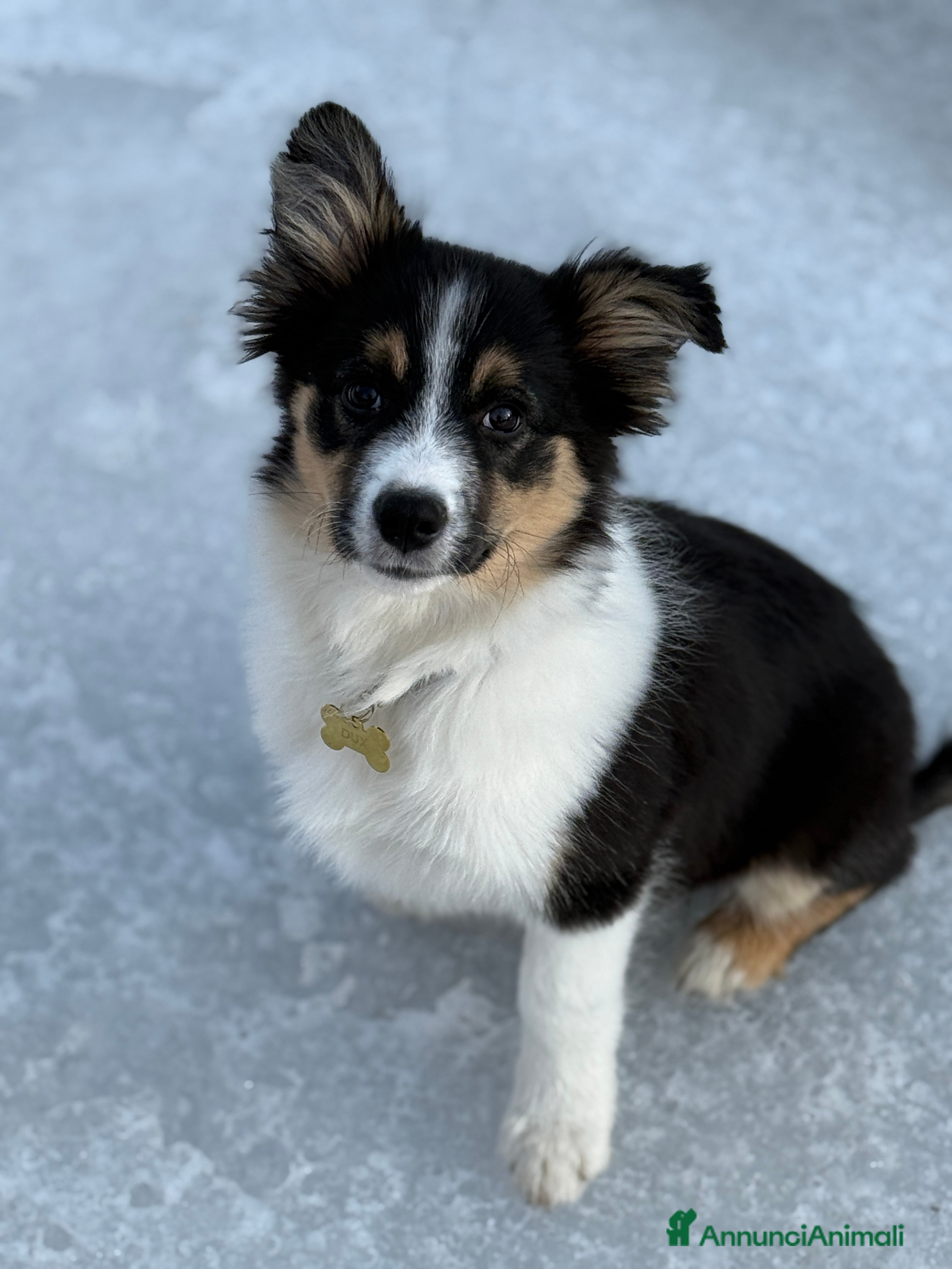 Bearded Collie cani Boarder Collie  - Annuncio 1