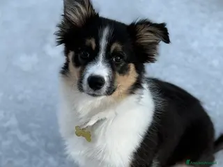 Bearded Collie cani Boarder Collie - Annuncio 32