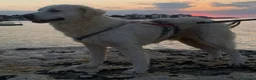 Meticcio cani in regalo: Fatima è tutto ciò che cerchi - Annuncio 4