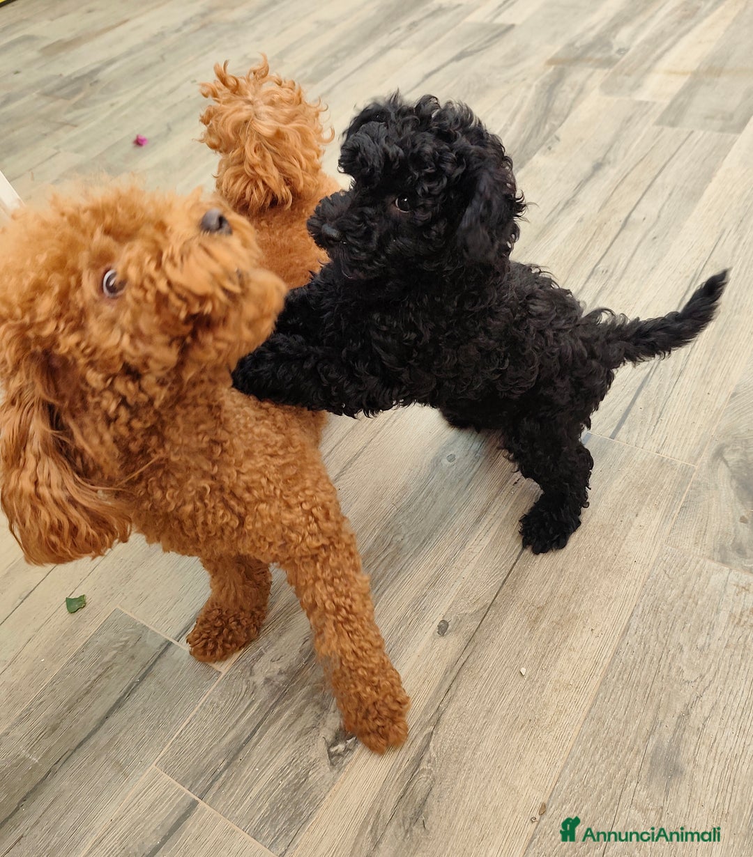 Barbone cani in vendita: Disponibili 2 cuccioli di barboncino - Annuncio 3