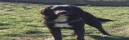Meticcio cani in regalo: RICCIOLINO mite e tranquillo - Annuncio 3